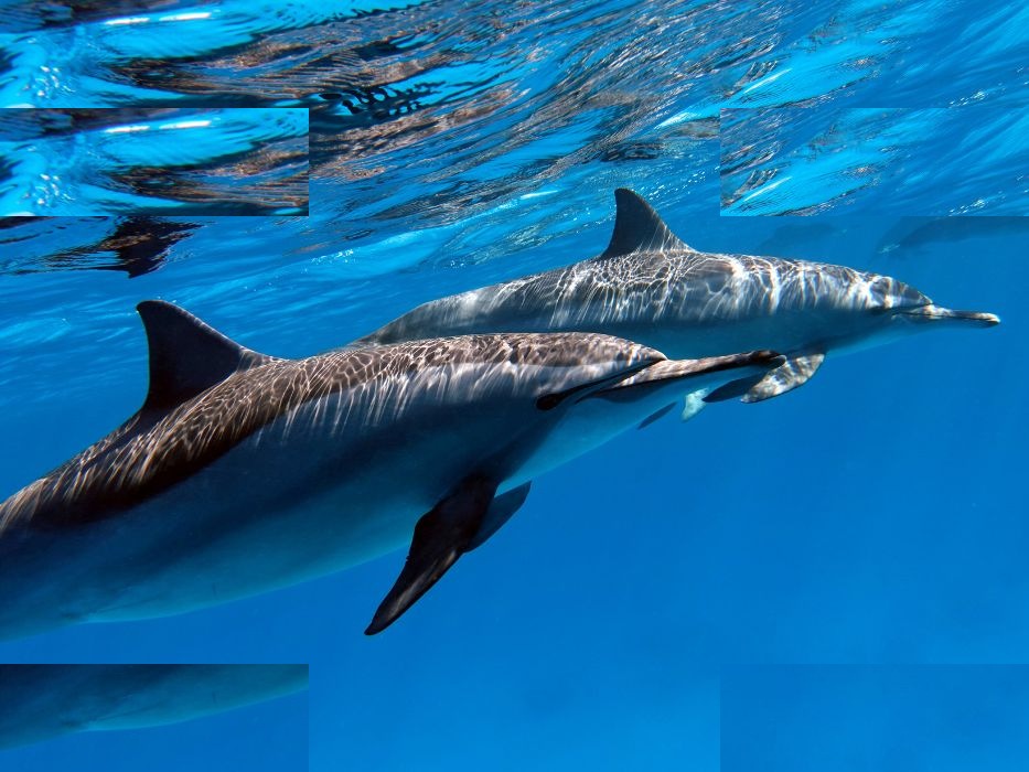 Excursión con Delfines en Catamarán Gran Canaria - 2 Horas