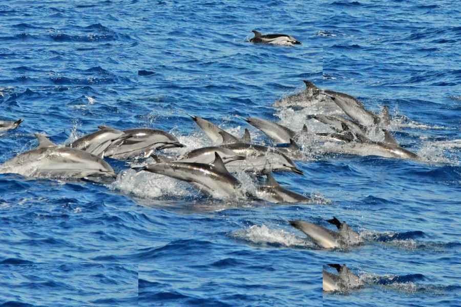 Delfines y Mercadillo de Mogán - Excursión en Catamarán 5h